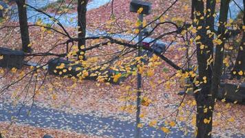 hojas amarillas que soplan lentamente en el viento en un soleado día de otoño. hojas de otoño cayendo en la calle en estocolmo en suecia, hermosa naturaleza en el concepto de suecia video