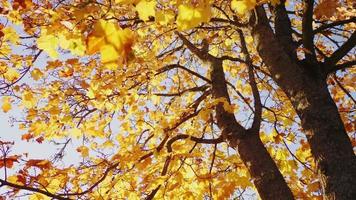 Autumn forest beauty. Golden tree leaves. Sun beam. Blue sky. Dry orange foliage on autumn trees with sun rays shining through. Beautiful golden birch tree leaves video
