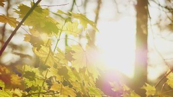 gros plan des feuilles jaunes sur les arbres d'automne avec des rayons de soleil qui brillent. beauté de la forêt d'automne. feuilles d'arbre d'or. rayon de soleil. ciel bleu. feuilles soufflant par temps venteux