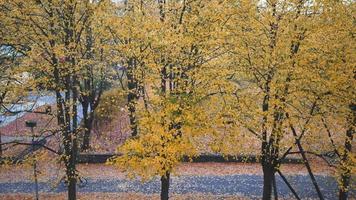 vista dall'alto degli alberi autunnali in città. bella vista sulla natura colorata autunnale. foglie rosse e gialle che cadono e persone in bicicletta per strada. bellissima natura a stoccolma, in svezia video