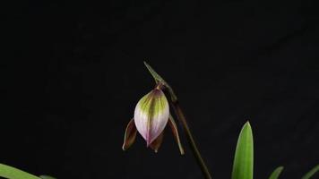 Zeitrafferfotografie, der Moment blühender Orchideen. video