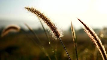 close-up, flores de grama em um dia ensolarado. entre os campos naturais e ar puro. video