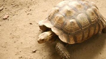 vue de dessus, la tortue marche lentement sur le sol. carapace carrée sur le corps. video