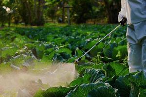 Jardinero en un traje de protección insecticida en aerosol y química en la planta vegetal de repollo foto