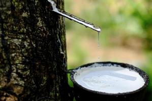 Fresh milky Latex flows into a plastic bowl in from para rubber tree photo