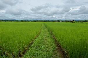 Green rice plants in the field against the sky photo