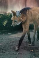 lobo de crin caminando en el zoológico foto