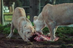 Portrait of Cape lion photo