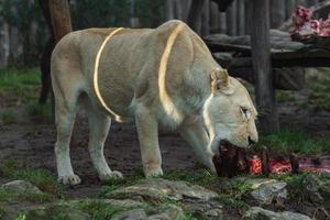 Portrait of Cape lion photo