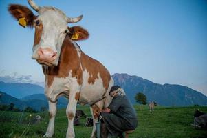 Dossena,Italy, 2012-Farmer milking the cow in the pasture photo