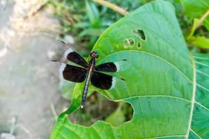 Dragon Fly on natural background photo