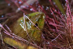 Green frog in a pond photo