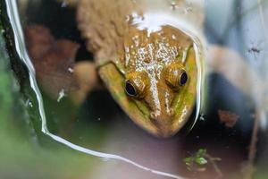Green frog in a pond photo