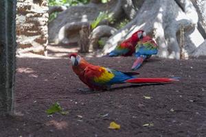 Macaw, walking on the ground, red and beautiful parrot. photo