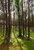 una imagen de un bosque danzante en el istmo de curlandia en la región de kaliningrado en rusia. foto