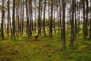 una imagen de un bosque danzante en el istmo de curlandia en la región de kaliningrado en rusia. foto