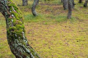 Moss on tree trunk, an old tree with moss. photo