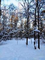 Sunset in snowy winter fir forest. Sun's rays break through the trunks of trees. photo