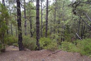 bosque denso en la isla de tenerife. foto