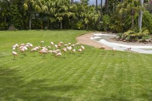 Pink flamingos at the zoo on the island of Tenerife. photo