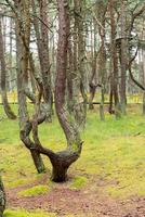 An image of a dancing forest on the Curonian Spit in the Kaliningrad region in Russia. photo