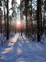 puesta de sol en el bosque de abetos de invierno cubierto de nieve. los rayos del sol atraviesan los troncos de los árboles. foto