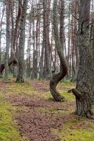 An image of a dancing forest on the Curonian Spit in the Kaliningrad region in Russia. photo