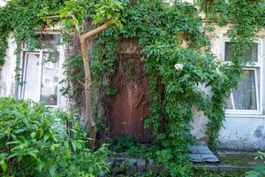 puerta de madera con hojas verdes. pared de hoja verde y madera vieja. foto