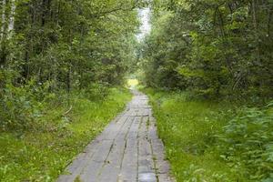 Wooden path of boards along the forest. photo