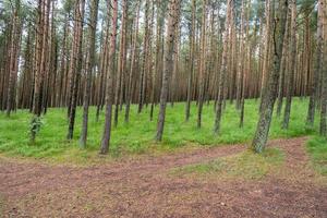 An image of a dancing forest on the Curonian Spit in the Kaliningrad region in Russia. photo