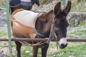 Funny donkeys on the farm, the island of Cyprus. photo