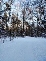 un camino cubierto de nieve en el bosque antes de navidad. un paisaje de invierno frío. foto