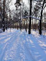 un camino cubierto de nieve en el bosque antes de navidad. un paisaje de invierno frío. foto