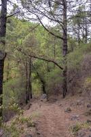 Dense, beautiful forest on the island of Tenerife. photo