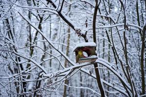 Russia. Bird feeder in the winter snow-covered forest. photo