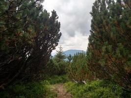 Juniper path in mountain Hiking through Karpathians mountain near Lugi village photo