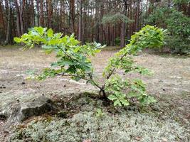 Young green oak growing in the forest near pine photo
