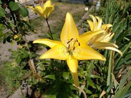 Flower blossom yellow lily in summer day photo