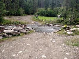 Tree through mountain river in forest conservation area photo