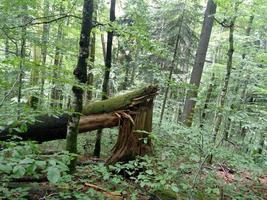 Broken tree beech in leafs forest on mountain slope photo