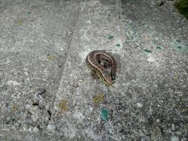 Lizard on stone concrete without tail Animal reptilia curled in summer day photo