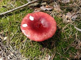 Red mushroom in summer forest. photo