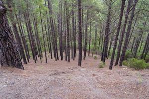 Dense, beautiful forest on the island of Tenerife. photo