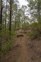 bosque denso y hermoso en la isla de tenerife. foto