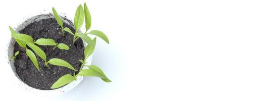 Top view of young plant in pot on white photo