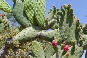 cactus que crecen en las montañas de la isla de tenerife.