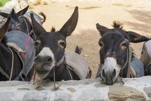 Funny donkeys on the farm, the island of Cyprus. photo