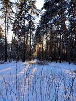 Sunset in snowy winter fir forest. Sun's rays break through the trunks of trees. photo