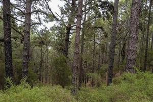 bosque denso en la isla de tenerife. foto