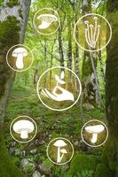 Signs of wild mushrooms and summer forest. photo